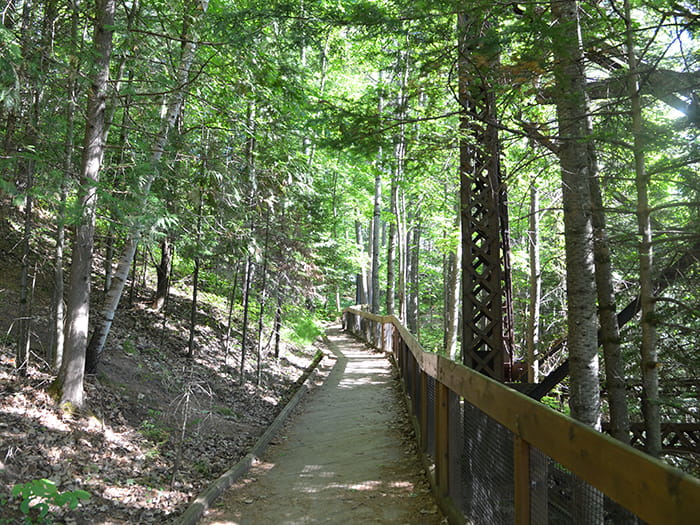 trail in woods