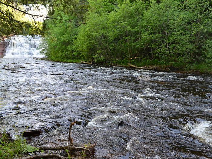 tree lined river