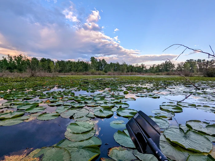 lilies floating on water with tip of paddle