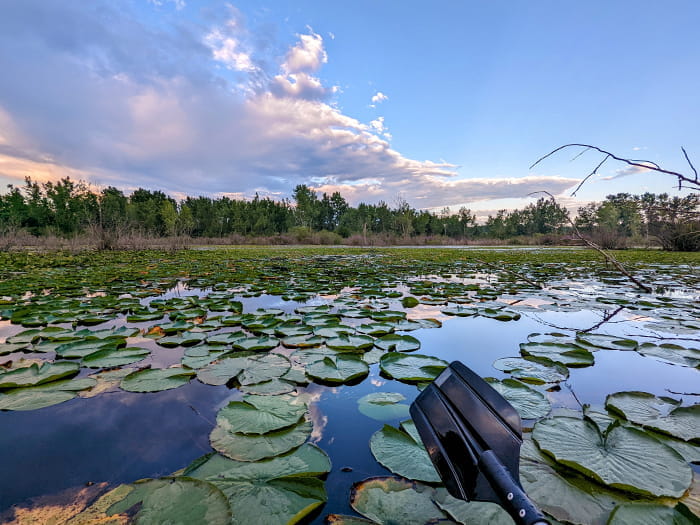 lilies floating on water with tip of paddle