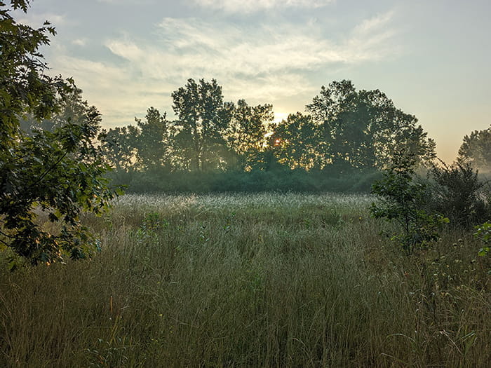 field with tree lined backdrop