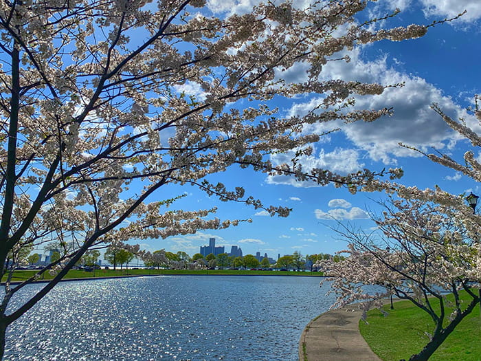 canal with blooming trees and skyline