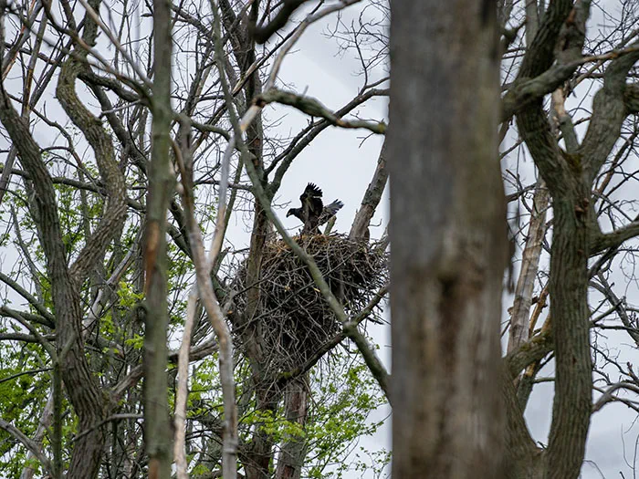 eagle landing in nest in tree