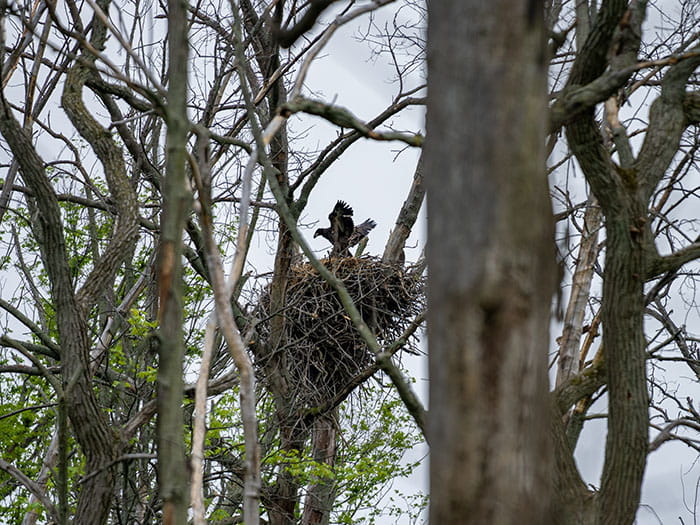 eagle landing in nest in tree