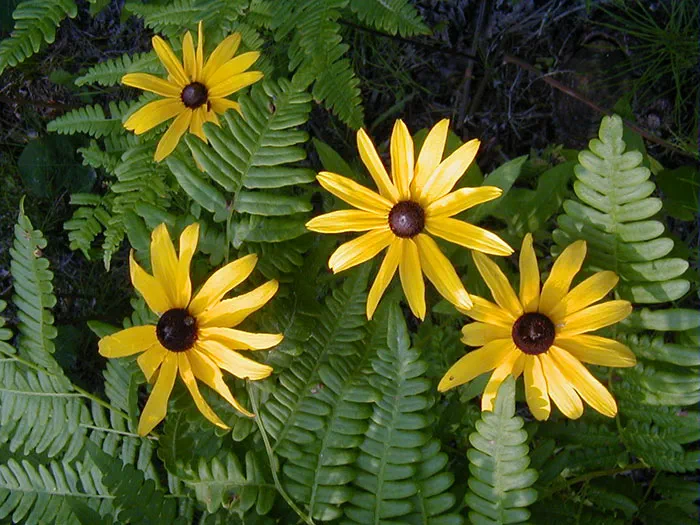 Flowers at Cheboygan