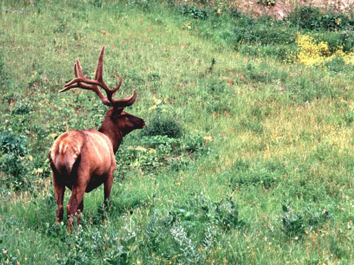 elk in opening