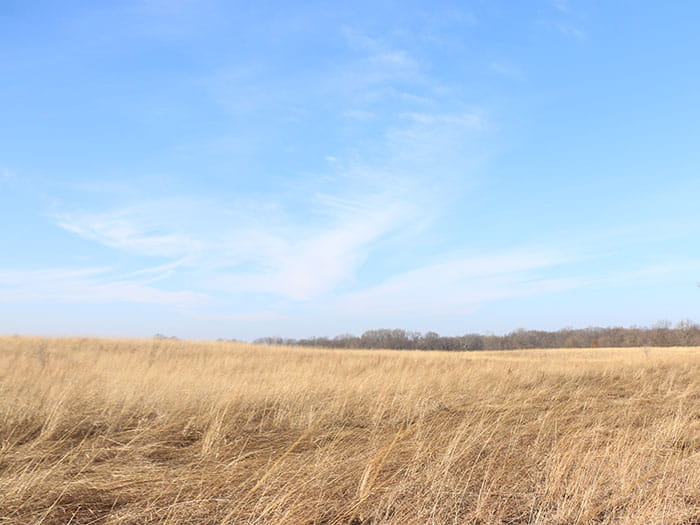 golden field with treeline