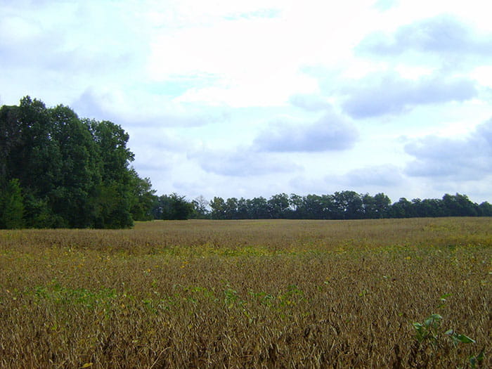 field with woods in back