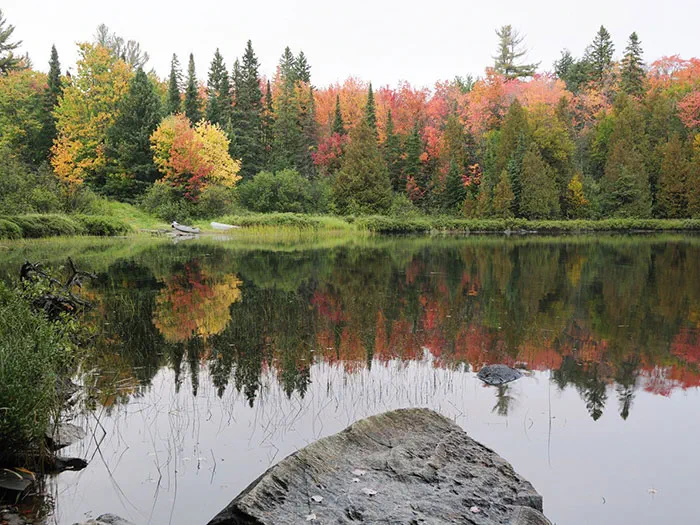 fall color behind water