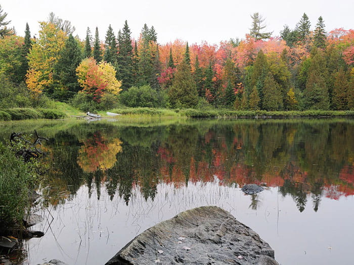 fall color behind water