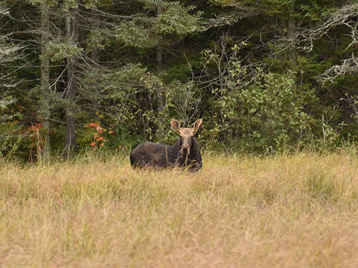 moose standing in meadow