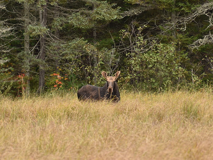 moose standing in meadow
