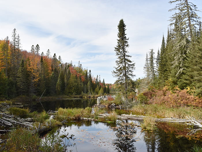 river through woods