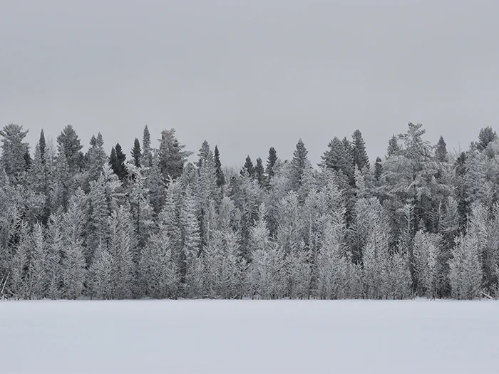 snowy tree line