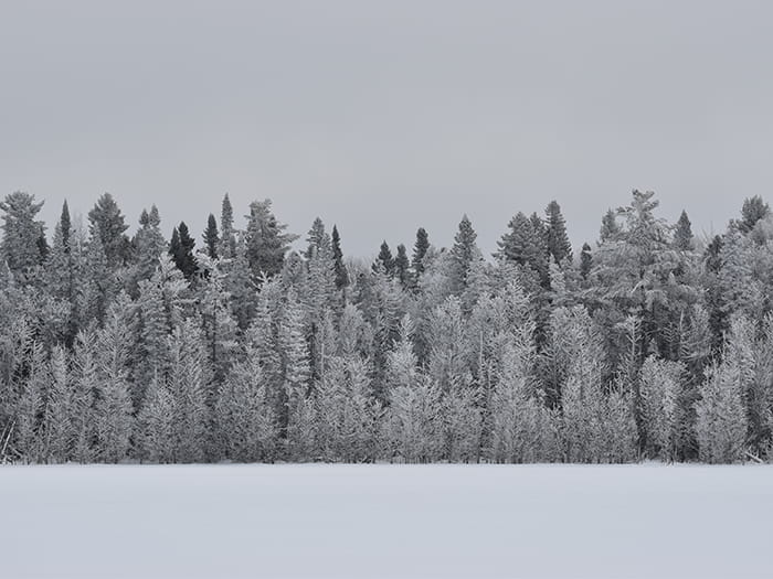 snowy tree line