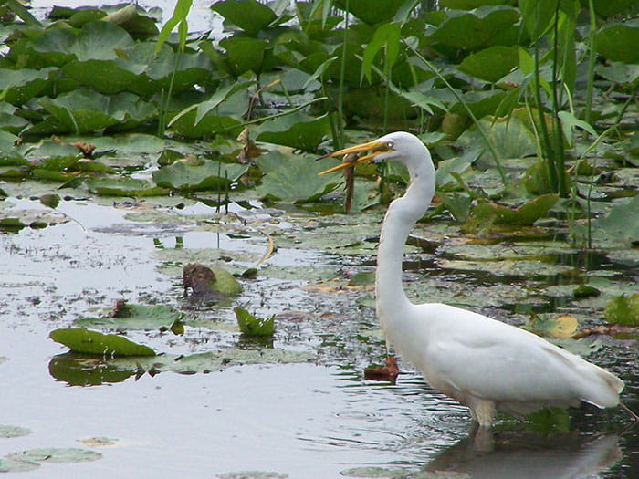 Great Egret eating fish