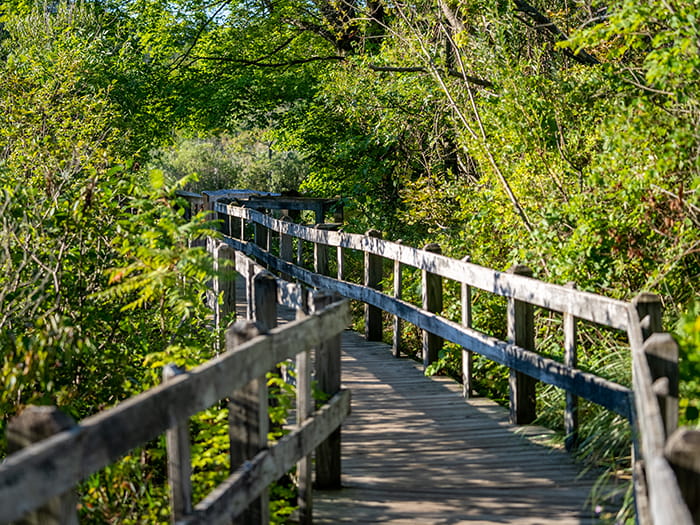 Boardwalk lined by trees