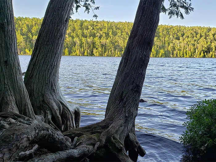 lake with tree roots and trunk