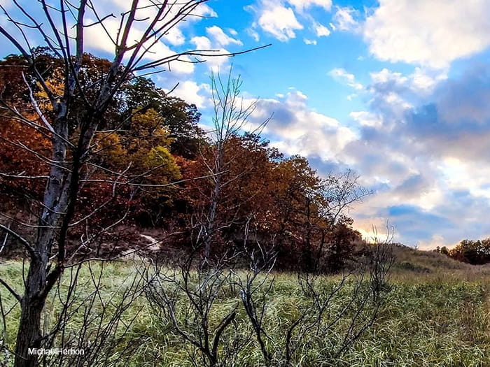 Grand Mere trees