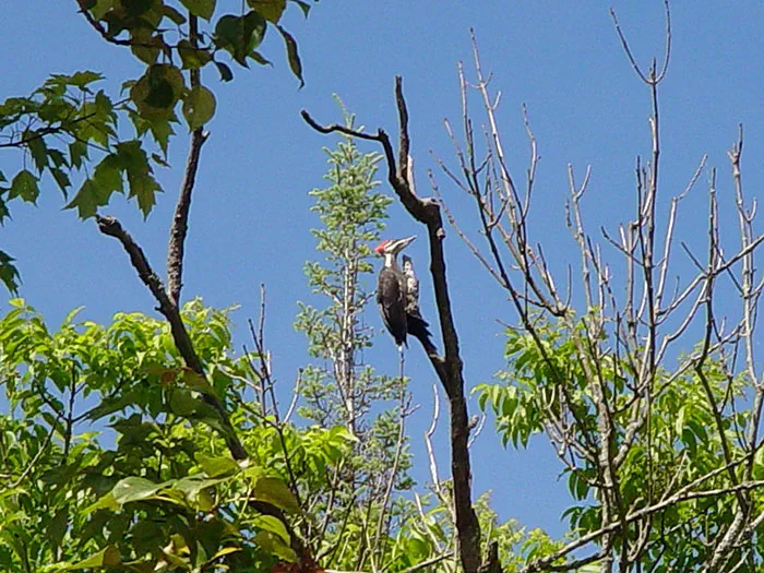 Piliated Woodpecker in tree