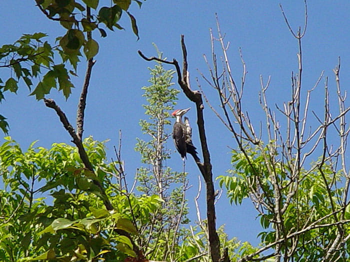 Piliated Woodpecker in tree