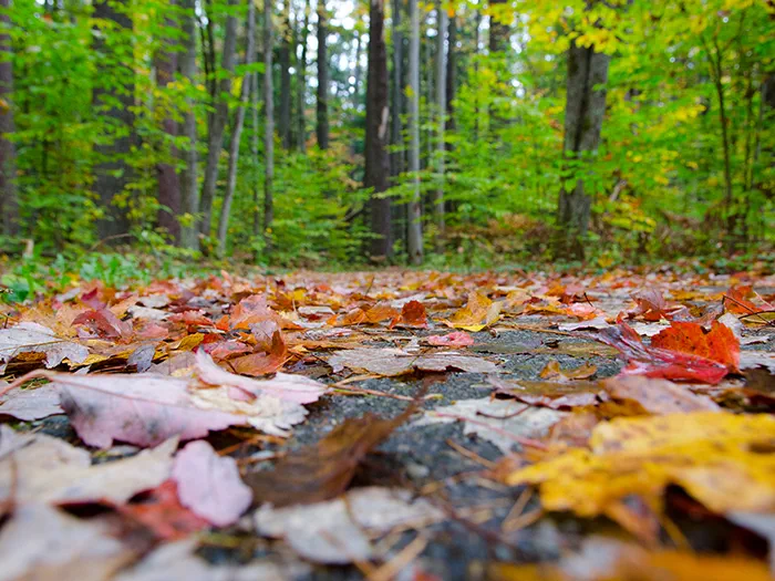 Hartwick Pines fall leaves