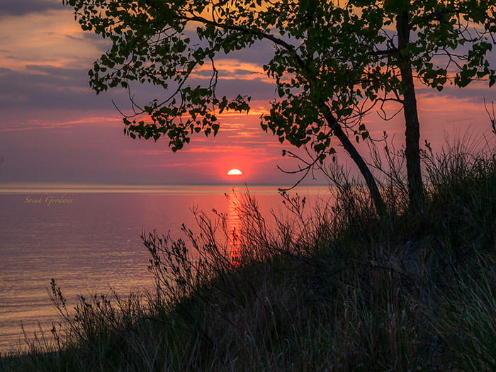 tree on dune with sunset