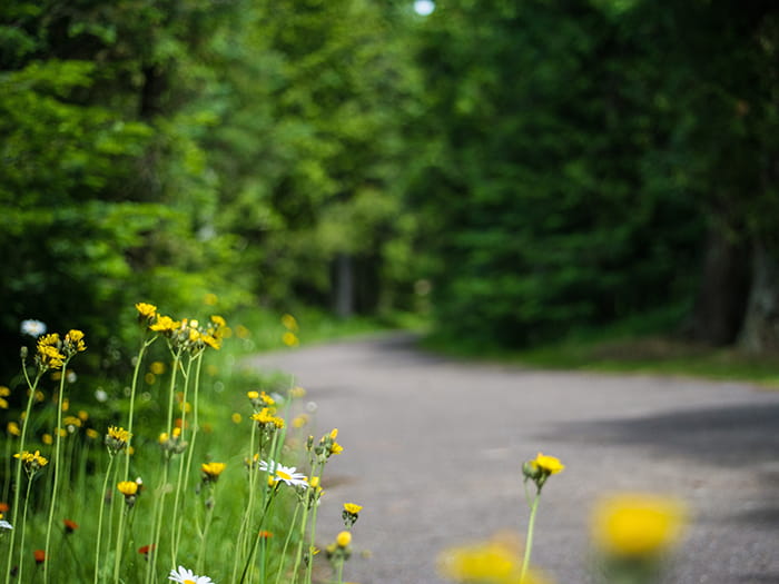 paved trail with yellow flowers