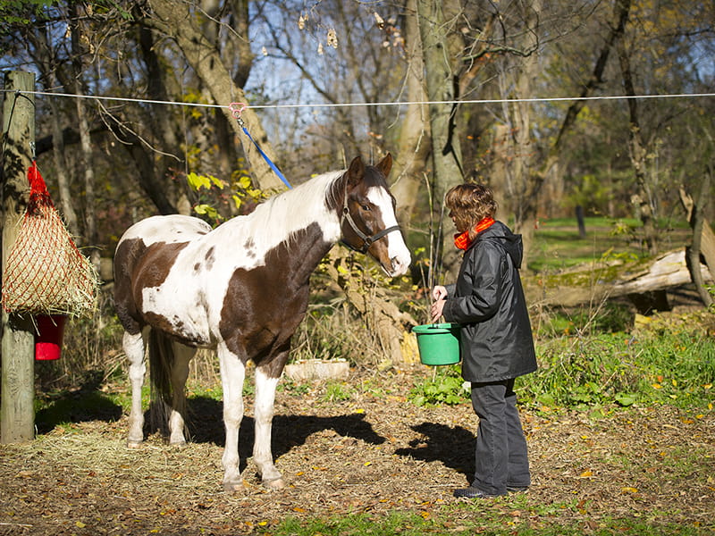 owner feeding horse outdoors