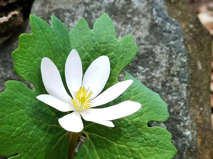 bloodroot against rock
