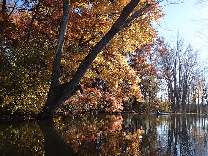 fall colored leaves above river with paddler
