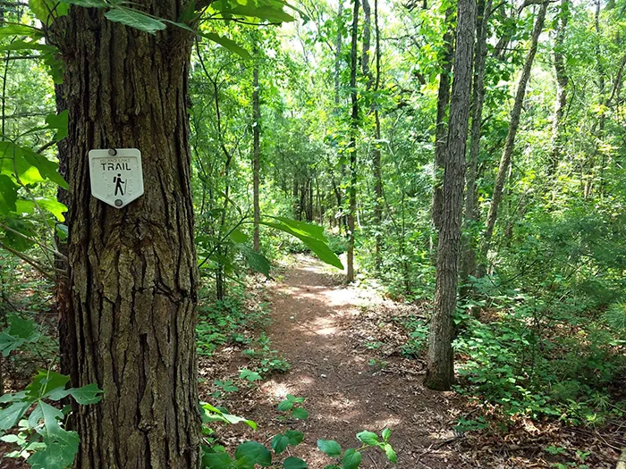 tree lined trail