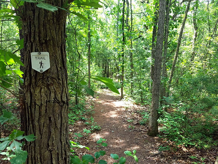 tree lined trail