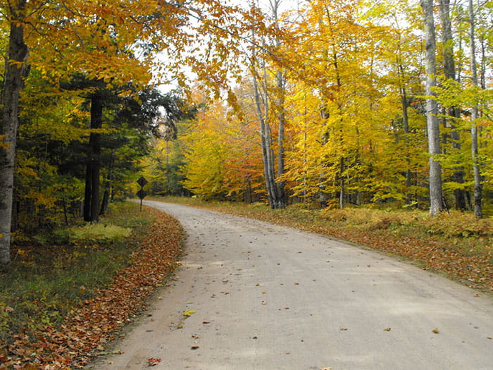 fall leaves in trees along road