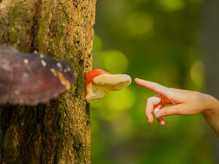 hand pointing to fungi on tree