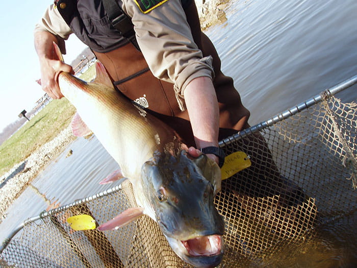 angler holding muskellunge