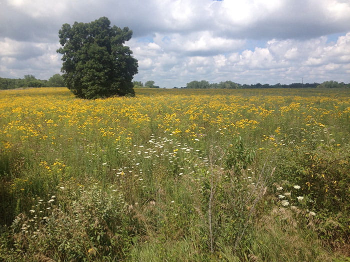 grassy field