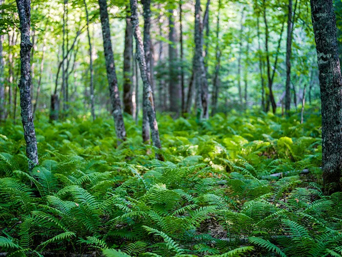 A forest floor covered with ferns