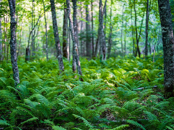 A forest floor covered with ferns