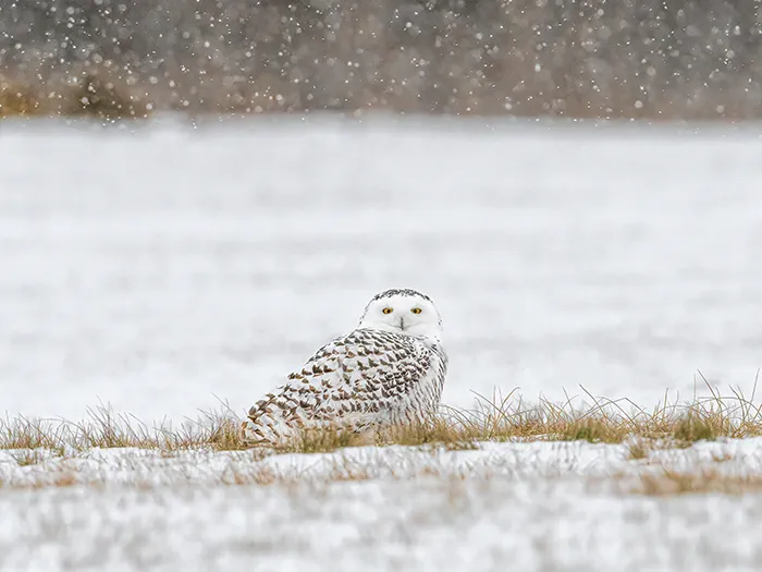 snowy owl sitting on ground
