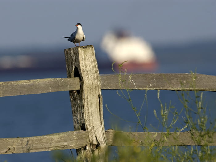 Lime Island bird