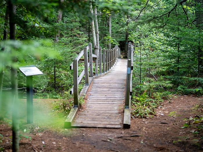 A wooden boardwalk along a heavily wooded trail