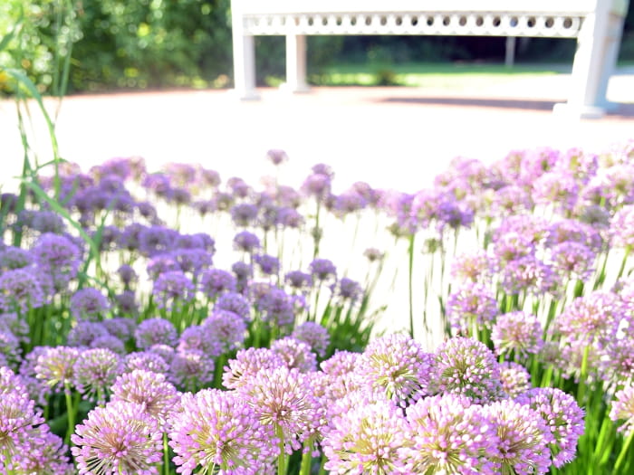 Maybury flowers