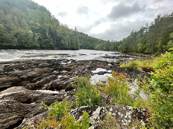 river surrounded by pines with rocky shoreline