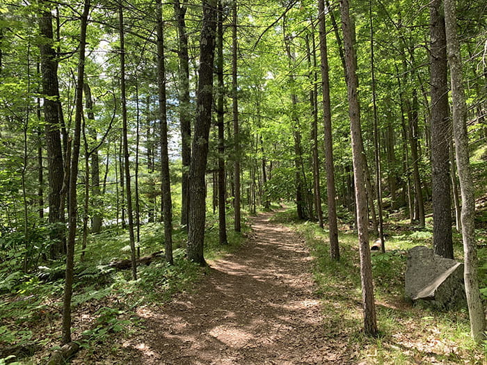 dirt trail surrounded by trees