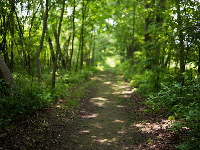 trail in woods