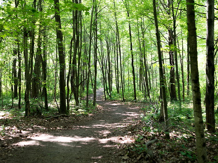 winding trail in woods