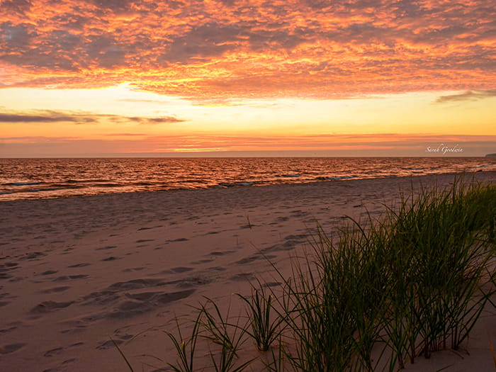 dune grass and sunset