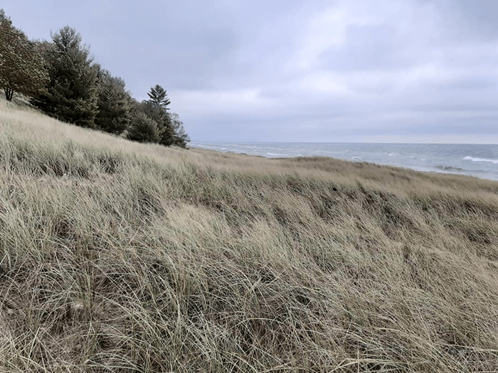 dune grass with water in background
