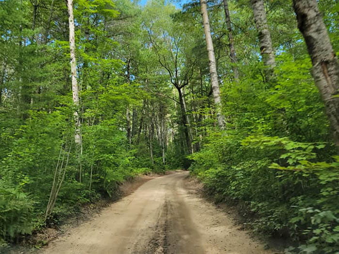 dirt road through woods